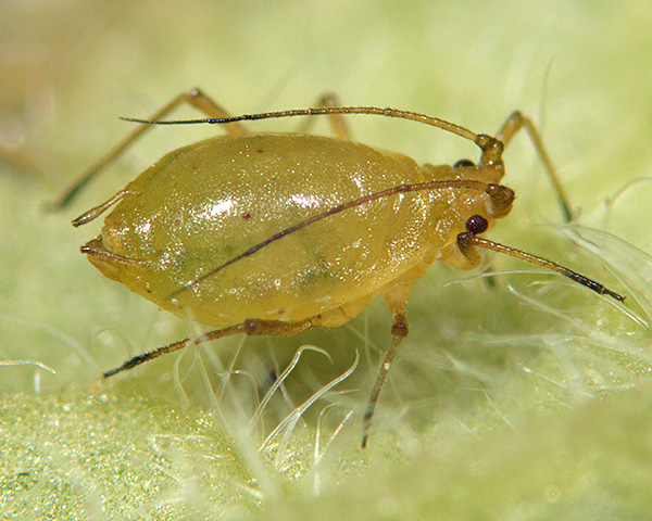 Close-up of shallot aphid. Copyright Influential points. 